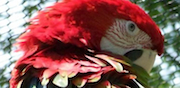 Parrot Society of NW Ohio